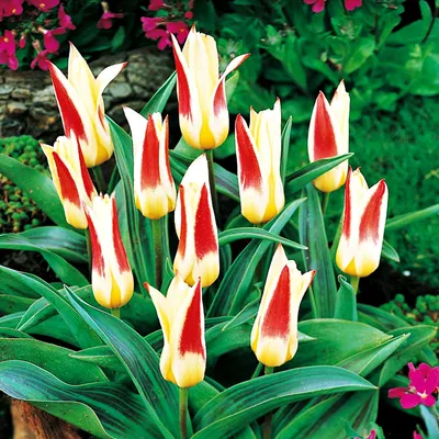 Zdjęcie produktu dla Tulipan Niski Kaufmanna Johann Straus 5st Tulipany Cebulki Tulipanów Cebule