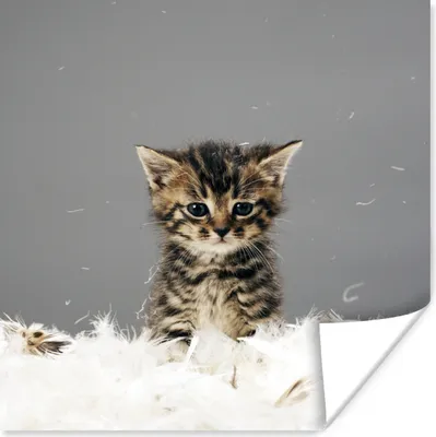 Produktbild von MuchoWow® Poster Katze - Kätzchen - Federn 30x30 cm - Wandposter - Printing