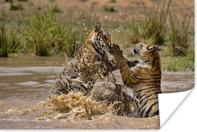 Produktbild von MuchoWow® Poster Junge Tiger spielen im Wasser 180x120 cm - Fotoplakat
