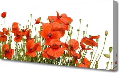 Produktbild von Tulup Leinwand-Bilder 125x50 Wandbild Canvas Kunstdruck Mohnblumen Pflanzen