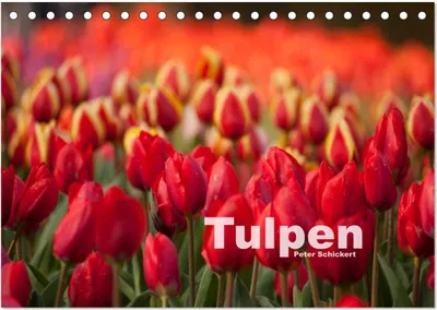 Produktbild von Tulpen (Tischkalender 2025 DIN A5 quer), CALVENDO Monatskalender