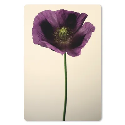 Produktbild von MuchoWow® Mauspad Mousepad Nahaufnahme eines violetten Mohns 18x27 cm - Mousepads - Maus Mat - Pad - Mausunterlage