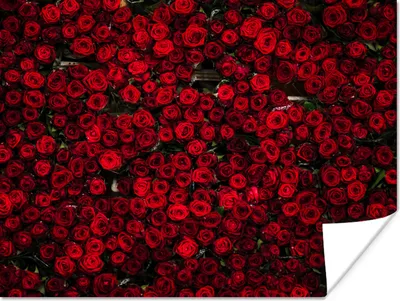 Produktbild von MuchoWow® Poster Blumen - Rosen - Rot 120x90 cm - Wandbild