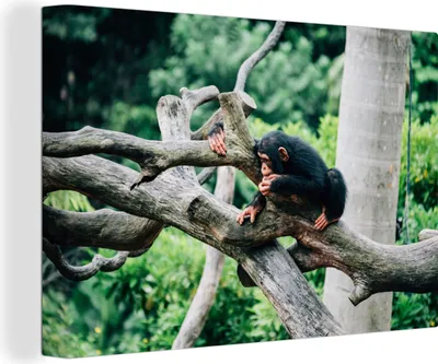 Produktbild von OneMillionCanvasses® - Leinwandbilder - 140x90 cm, Junger Schimpanse im Dschungel, Wandbilder Kunstdruck Wanddekoration