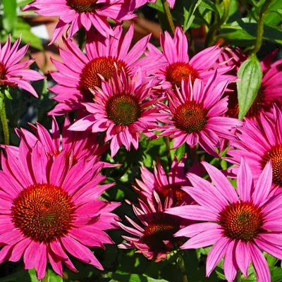Produktbild von 6 x Scheinsonnenhut  - Echinacea purpurea 'J.s. Roho'®  | Topf 9cm x 9cm