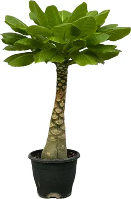 Zdjęcie produktu dla Trendyplants - Brighamia Insignis - Palma hawajska - Roślina domowa - Wysokość 20-40 cm - Rozmiar doniczki Ø12 cm