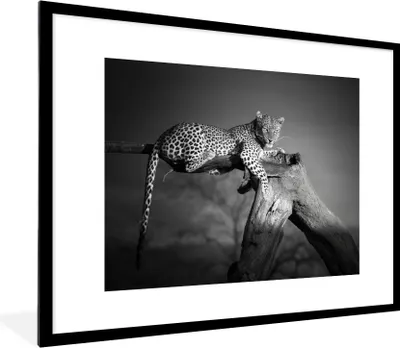 Produktbild von MuchoWow® Gerahmtes Poster Panther - Baum - Tiere - Schwarz - Weiß 80x60 cm - Poster mit Schwarzem Bilderrahmen Wandposter Rahmen Foto Bilder - Schlafzimmer-Dekorationen - Fotoposter