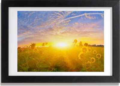 Produktbild von Bild 30x20 MDF-Rahmen, Wandkunst Feld von Sonnenblumen