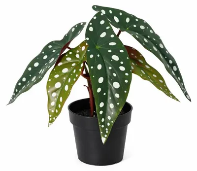 Obrázek produktu pro Umelá begónie maculata, 24cm, begónie teckovaná, umelá rostlina s teckovanými