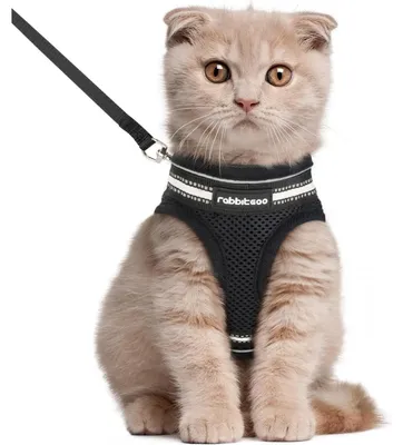 Produktbild von Katzengeschirr mit Leine Ausbruchsicher Verstellbar Weich Reflektierend Schwarz L