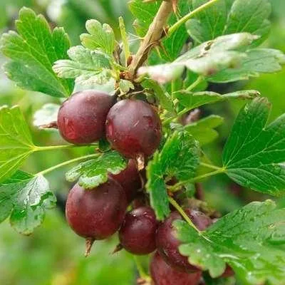Produktbild von Ribes u.-c. 'Captivator' - Stachelbeere 'Captivator' | 25 cm im topf