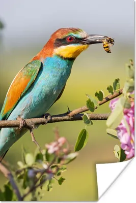 Produktbild von MuchoWow® Poster Vogel - Bienenfresser - Blumen 60x90 cm - Wanddekoration