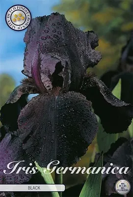 Artikelbild 2 von 'Iris Germanica Black (1 Stück)' aus der Kategorie Schwertlilienknollen / Iris
