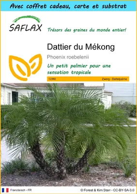Image de SAFLAX Ensemble-cadeau - Dattier du Mékong - 25 graines - Phoenix