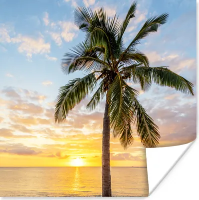 Produktbild von MuchoWow® Poster Strand - Palme - Sonnenuntergang 50x50 cm - Wohnzimmerdekoration