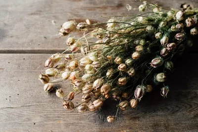 Produktbild von Nigella getrocknet im Bund ca. 60cm | Nigella damascena
