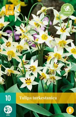 Artikelbild 2 von 'Tulpe Turkestanica (10 Stück)' aus der Kategorie Tulpenzwiebeln