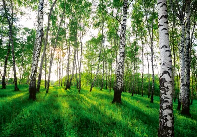 Produktbild von Vlies Fototapete Birken Wald Natur grün (368cm x 254cm - 4 Bahnen) Wohnzimmer Schlafzimmer Wandtapete Tapete Latexdruck UV-Beständig Geruchsfrei Hohe Auflösung Montagefertig