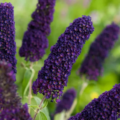 Produktbild von Blühender Zierstrauch Gartenpflanze für draußen Sommerflieder Black Knight 1 St.