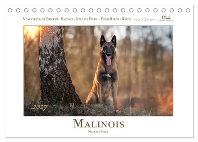 Produktbild von Malinois - Seelen aus Feuer (Tischkalender 2027 DIN A5 quer), CALVENDO Monatskalender