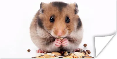 Produktbild von MuchoWow® Poster Hamster frisst Samen 160x80 cm - Foto Poster