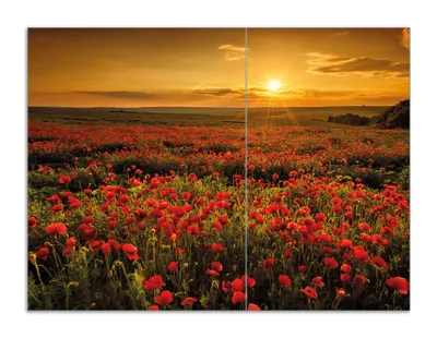 Produktbild von Wallario Herdabdeckplatte aus Glas, Größe 70 x 52 cm 2-teilig, Motiv Mohnblumenwiese bei Sonnenuntergang am Abend