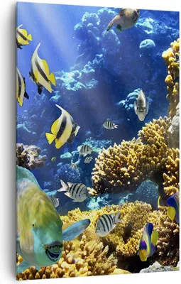 Produktbild von Bild auf Leinwand - Leinwandbild - Einteilig - Korallenriff Ozean Krabbe Fisch - 80x120cm - Wand Bild - Wandbilder - Leinwanddruck - Wanddekoration - Leinwand bilder - Wandbild - PA80x120-2662