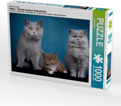 Produktbild von CALVENDO Puzzle Ein Motiv aus dem Kalender Kittens - Britisch Kurzhaar Katzenkinder 1000 Teile Puzzle quer | 1000 Teile Lege-Größe 64x48cm Foto-Puzzle für glückliche Stunden
