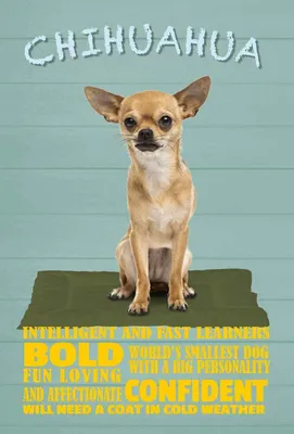 Produktbild von vianmo Holzschild 18x12 cm Chihuahua Hund bold confident Tier Haustier