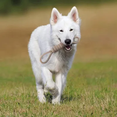Produktbild von Kaukies für mittelgroße Hunde und Welpen - Spielzeug für Hunde - Spielzeug gegen Langeweile und Angst