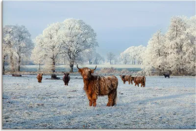 Produktbild von ARTland Leinwandbild Winterhart Größe: 60x40 cm