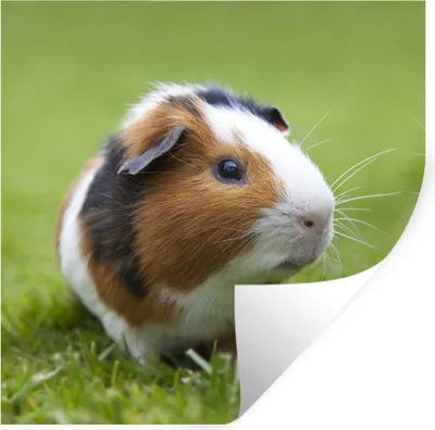Produktbild von MuchoWow® Wandtattoo Wandsticker Wandaufkleber Zwei Meerschweinchen 100x100 cm Selbstklebend und Repositionierbar - Wierderverwendbar - Selbstklebend