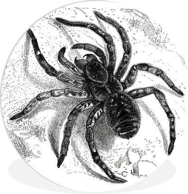 Produktbild von MuchoWow® Rundes Wandbild - Runde Bilder Vogelspinne - Spinnen - Tiere Ø 30 cm Kreis Wanddekoration Kunststoff - Wandkreis - Wandschmuck - Schlafzimmer - Bilder - Der Kreis - Kunst für die Wohnung - Plastik - Kunstdruck - Wandbild