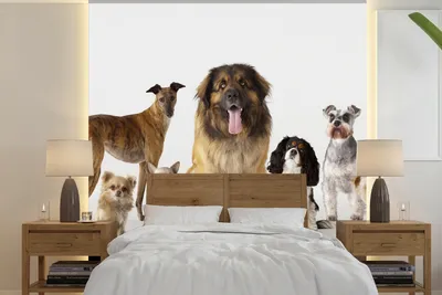Produktbild von MuchoWow® Fototapete für Wohnzimmer oder Schlafzimmer Wandtapete Vinyl Motivtapete Gruppenbild von Hunden - 280x280 cm - Hintergrundbild