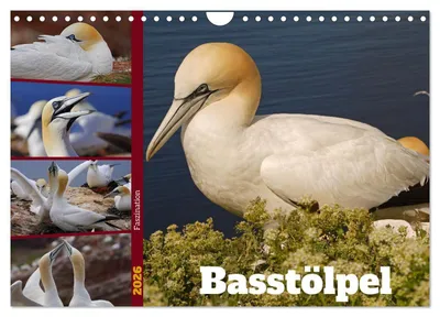 Produktbild von Faszination Basstölpel (Wandkalender 2026 DIN A4 quer), CALVENDO Monatskalender