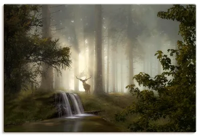 Produktbild von ARTland Leinwandbild Waldgeheimnisse Größe: 60x40 cm
