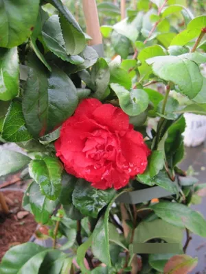 Produktbild von Chaenomeles speciosa Pink Storm - Zierquitte Pink Storm - 40-60cm