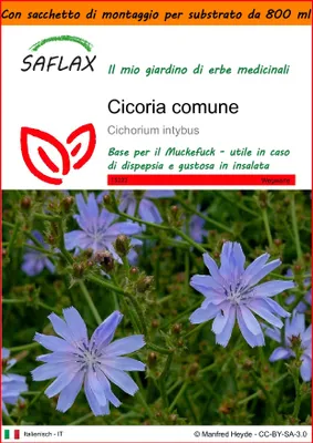 Immagine prodotto di SAFLAX Garden in the bag - Cicoria comune - 250 semi - Cichorium