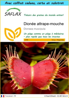 Image de SAFLAX Ensemble-cadeau - Dionée attrape-mouche - 10 graines - Dionaea