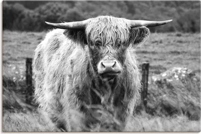 Produktbild von ARTland Leinwandbild Happy Highland Größe: 120x80 cm