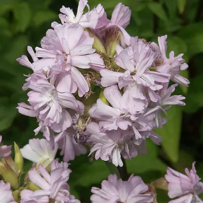 Produktbild von 6 x Gefülltblühendes Seifenkraut  - Saponaria officinalis 'Rosea Plena'  | Topf 9cm x 9cm