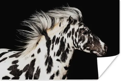 Produktbild von MuchoWow® Poster Pferd - Punkte - Weiß 180x120 cm - Fotoplakat