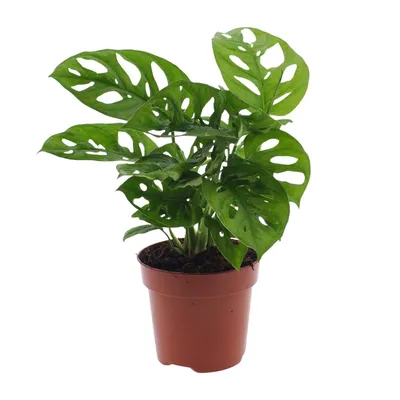 Produktbild von Monstera Monkey Leaf (Lochpflanze) - Ø12Cm - ↕30Cm