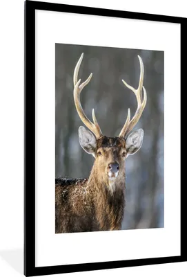 Produktbild von MuchoWow® MuchoWow® Gerahmtes Poster Hirsch - Weiß - Braun - Geweih 60x90 cm - Poster mit zchwarzem Bilderrahmen - Dekoration - Wandposter Wohnzimmer - Hochwertig