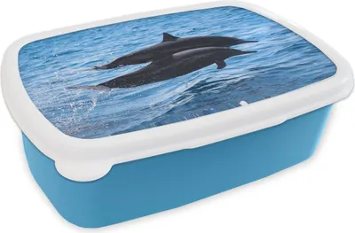 Produktbild von KitchenYeah® Lunchbox Brotzeit Brotdose 17x11 cm Delfin - Meer - Tier Kinder Brotzeitdose - Lunch - Kunststoff  - Brotbüchse - Sandwichbox - Lunchbox für Kinder