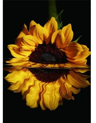 Produktbild von Diamond Painting  Sonnenblume 40x30cm, Inhalt: farbig sortierte Steine, eine Schale,, Stift, Wachs,, ab 5 Jahren