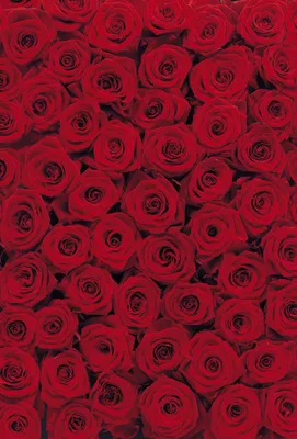 Produktbild von FOTOTAPETE Deko Bild Tapete Wand Rosen-Foto Design ROSES