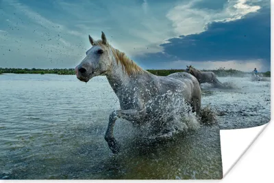 Produktbild von MuchoWow® Poster Pferd - Wasser - Tropfen 120x80 cm - Bilder