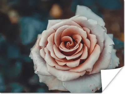 Produktbild von MuchoWow® Poster Blume - Weiß - Rosa 160x120 cm - Foto Plakat