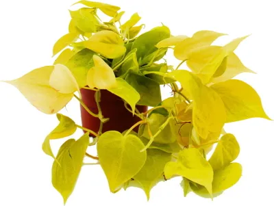 Image de Philodendron scandens Tilleul - ami arbre grimpant jaune-vert - pot 12cm